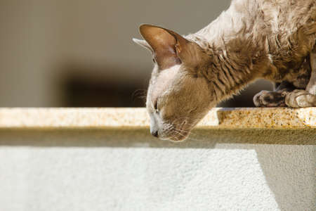 Animals at home. egyptian mau cat sitting on the balcony outdoorの写真素材
