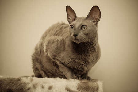 Animals at home. Egyptian mau cat portrait indoorの写真素材