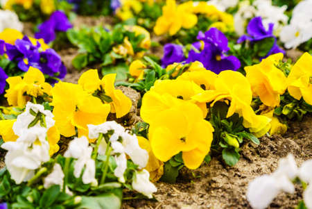 Macro closeup of blooming pansies pansy flower flowers. Colorful colorfoul spring nature detail.の写真素材