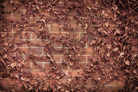 Red brick wall background with dry withered ivy leaves plantsの写真素材
