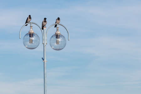 birds crows resting on city lamp against blue sky. Urban sceneの写真素材