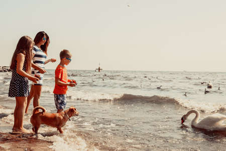 Little girl and boy children kids and mother parent having fun with swan on beach at sea. Summer vacation holidays relax.の写真素材