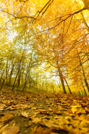 Autumnal scenery of park. Landscape of vegetation during fall.  Nature outdoor concept.