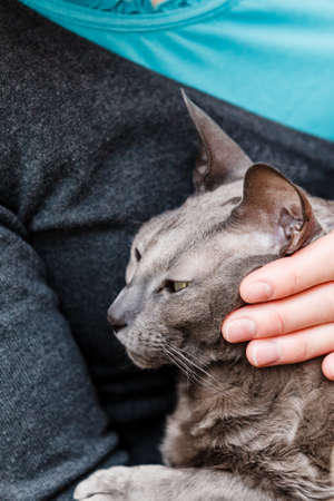People and animals at home concept. woman relaxing on sofa, cat pet lying in her handsの写真素材