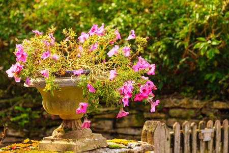 Closeup old stone pot with pink flowers outdoorの写真素材