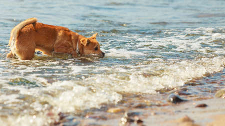 Animals and pets concept. Healthy full of energy dog playing outdoor. Cute lovely energetic smiling puppy in action.の写真素材