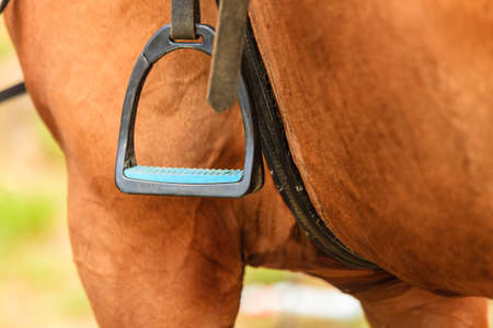 Closeup of horse and stirrup. Riding horse equipment.