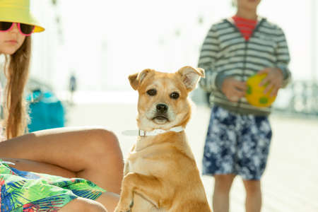 Connection between animals and kids concept. Sportive mixed race dog and children playing together. Active child with puppy having fun.の写真素材