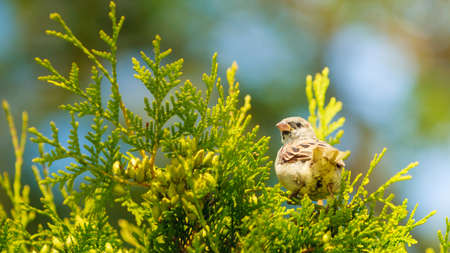 Flora and fauna concept. Little brown bird sitting on green healthy thuja. Flying animal in natural environment.の写真素材