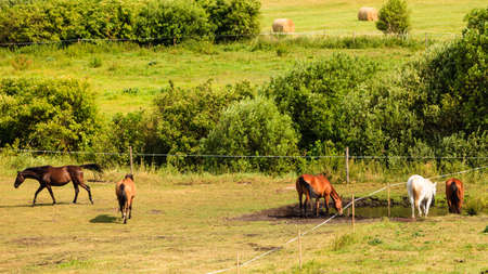 Majestic graceful brown horses in meadow field. Tranquil countryside scene.