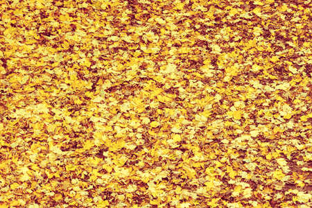 Background or texture of fallen autumn fall season foliage tree leaves.の写真素材