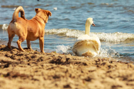Animals and pets concept. Healthy full of energy dog playing outdoor. Cute lovely energetic smiling...