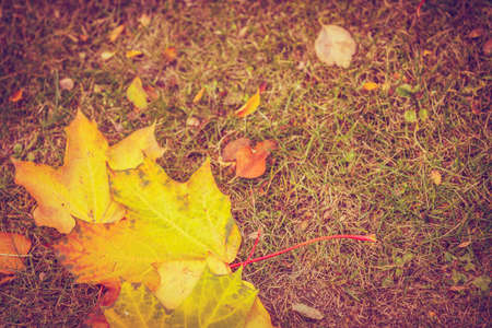 Fallen leaves on ground. Autumnal yellow foliage. Nature vegetation fall autumn concept.