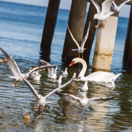 Swan swimming seagulls birds flying above water surface