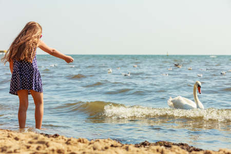 Care and safety of animals. Little girl kid feeding playing with beautiful swan. Child having fun with big white sea bird.の写真素材