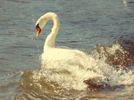Wildlife and sealife concept. Beautiful white adult swan on sea ocean lake. Wild bird animal swimming on water in sunny day.の写真素材
