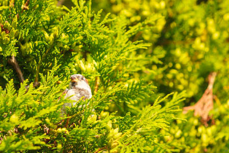 Flora and fauna concept. Little brown bird sitting on green healthy thuja. Flying animal in natural environment.の写真素材