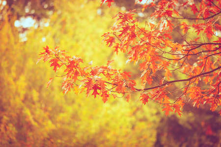 Nature vegetation outdoor concept. Autumnal branches in sun. Golden leaves on branch surrounded by...