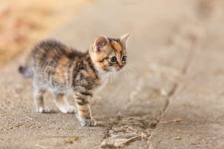 Little cute kitten kitty cat pet animal walking outdoor outside.の写真素材
