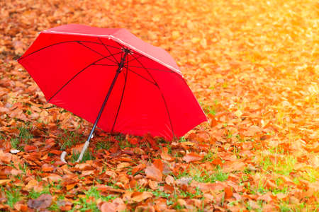 Autumn concept. Healthy active lifestyle. Red umbrella on autumn leaves background. Foggy misty dayの写真素材