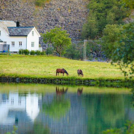 Horse in meadow field on lake shore. Tranquil countryside scene in Norway, Scandinaviaの写真素材