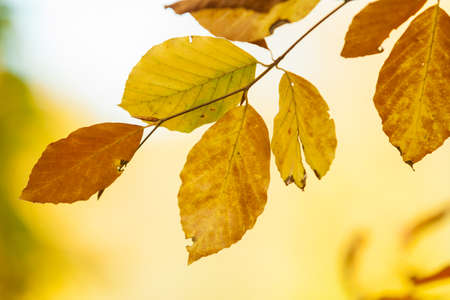 Nature vegetation outdoor concept. Autumnal branches in sun. Golden leaves on branch surrounded by...