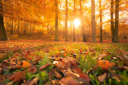 Nature outdoor beauty scenery concept. Autumnal trees in sunshine. Woodland during fall season covered by dried foliage.の写真素材