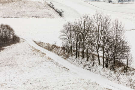 Winter season and seasonal specific. Hilly fields maedows trees covered with white fresh snow. Countryside landscapeの写真素材