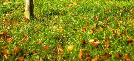 Natural landscape. Orange autumn leaves on green grass backgroundの写真素材