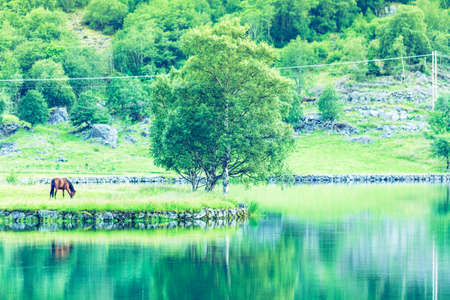 Horse in meadow field on lake shore. Tranquil countryside scene in Norway, Scandinaviaの写真素材
