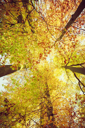 Autumn season concept. Looking up into trees forest with wide angle. Nature in the park.の写真素材