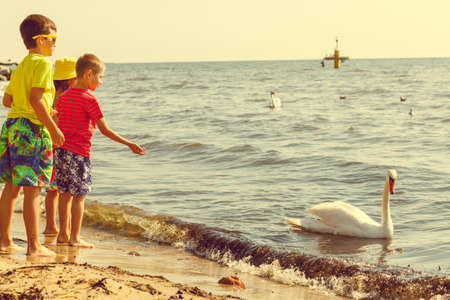 People and animals. Lovely charming kids family playing having fun with big white swan sea bird. Children spending time on fresh air on beach.の写真素材