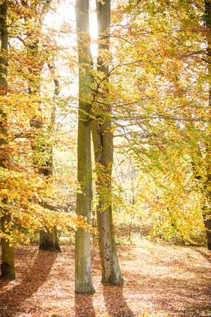 Nature outdoor forest concept. Trees in sunshine. Autumnal vegetation surrounded by leaves and...