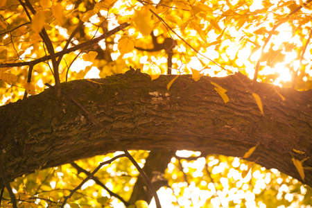 Nature vegetation outdoor concept. Autumnal branches in sun. Golden leaves on branch surrounded by sunlight during fall season.の写真素材