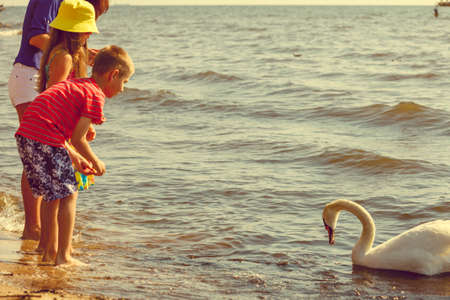 People and animals. Lovely charming kids family playing having fun with big white swan sea bird. Children spending time on fresh air on beach.の写真素材