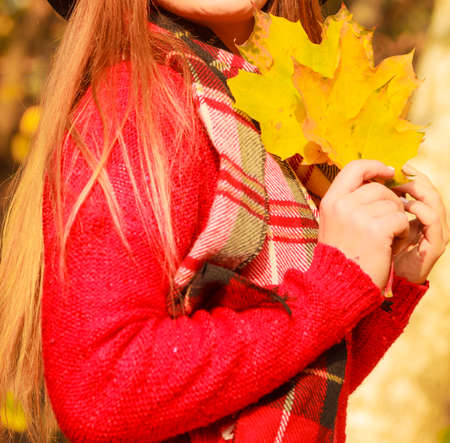Part body woman holding big gold leafs in autumnal park. Girl wearing red sweater and scarf posing outdoor.の写真素材