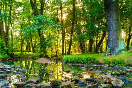 Green woods forest outdoor. Stream river with stone in park at summer time. Nature landscape