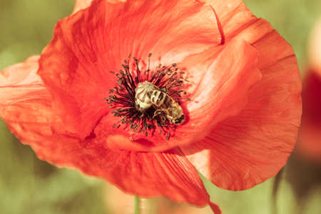 Closeup wild red poppy flower on green meadow, beauty in nature.の写真素材