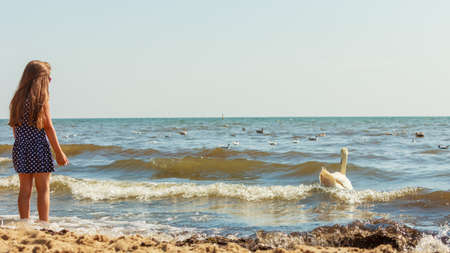 Care and safety of animals. Little girl kid feeding playing with beautiful swan. Child having fun with big white sea bird.の写真素材