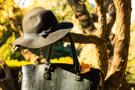 Autumnal female fashion. Black elegant hat cap and big modern bag of woman on tree. Elegant women outfit outdoor.の写真素材