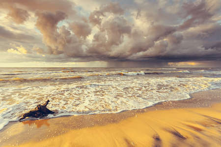 Baltic sea coast at golden romantic sunset time, with trunks and tree roots in water on empty shore,...