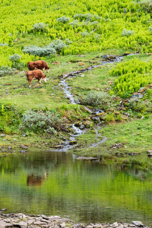Herd of cows cattle in meadow field. Tranquil countryside scene.の写真素材