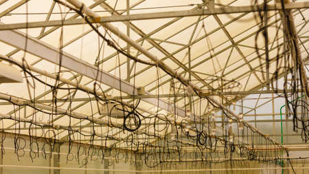 Flower hydration, flowers market concept. Lot of watering cables hanging under ceiling in greenhouse