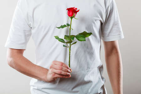 Anniversary proposal and engagement idea. Part body man with one red rose wearing white t-shirt. Love concept.の写真素材