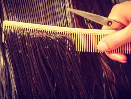 Professional hair styling, trimming split ends concept. Hairdresser brushing wet dark hair with...