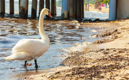 Wildlife and sealife concept. Beautiful white adult swan on sea ocean lake. Wild bird animal swimming on water in sunny day.の写真素材