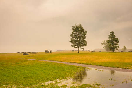 Foggy summer landscape, misty meadow field with trees in Norwayの写真素材