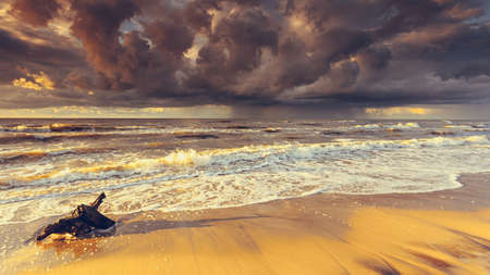 Baltic sea coast at golden romantic sunset time, with trunks and tree roots in water on empty shore, clear yellow sand. Natural background.の写真素材