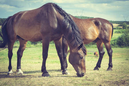Majestic graceful horses in meadow field. Tranquil countryside scene.の写真素材