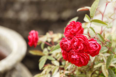 Gardening, nature concept. Closeup of red rose flowers on green leafs while blooming.の写真素材